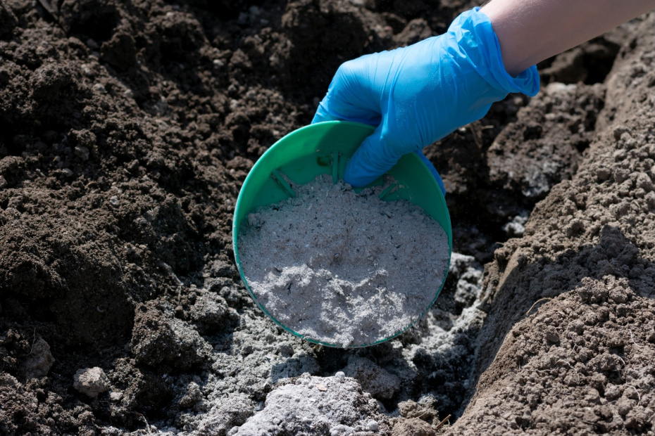 Подкормка помидоров в августе